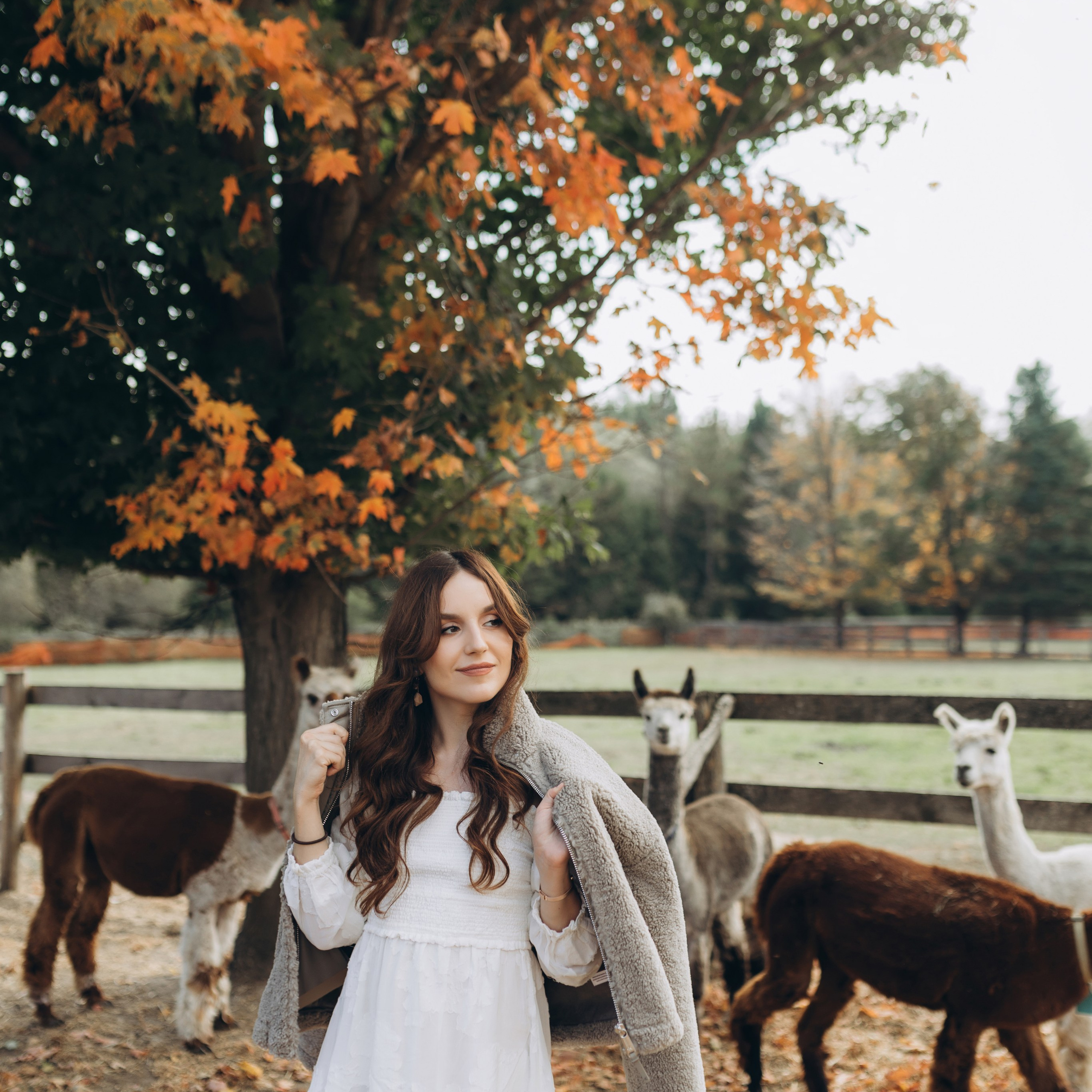 Alpacas Farm