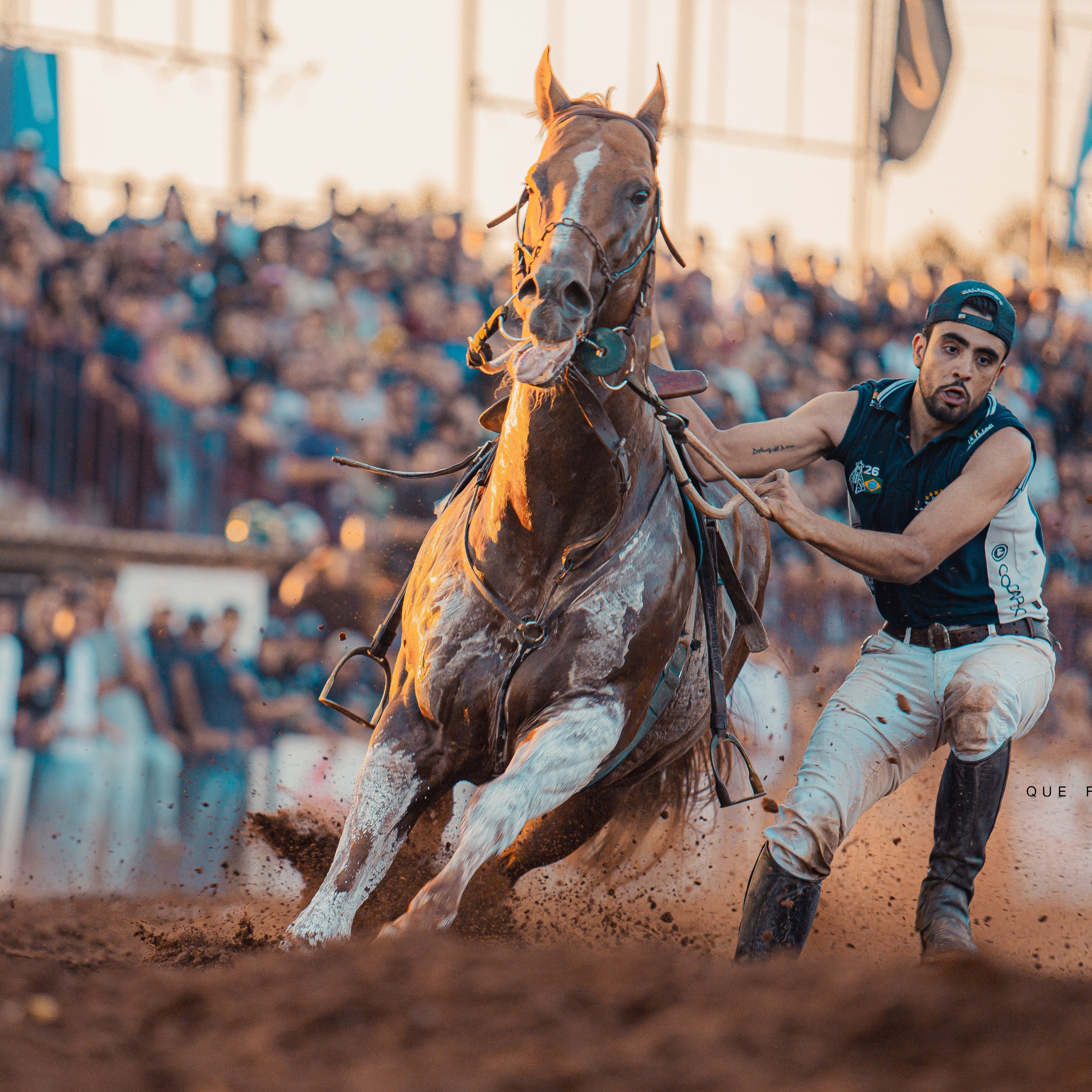 TURFE HORSE