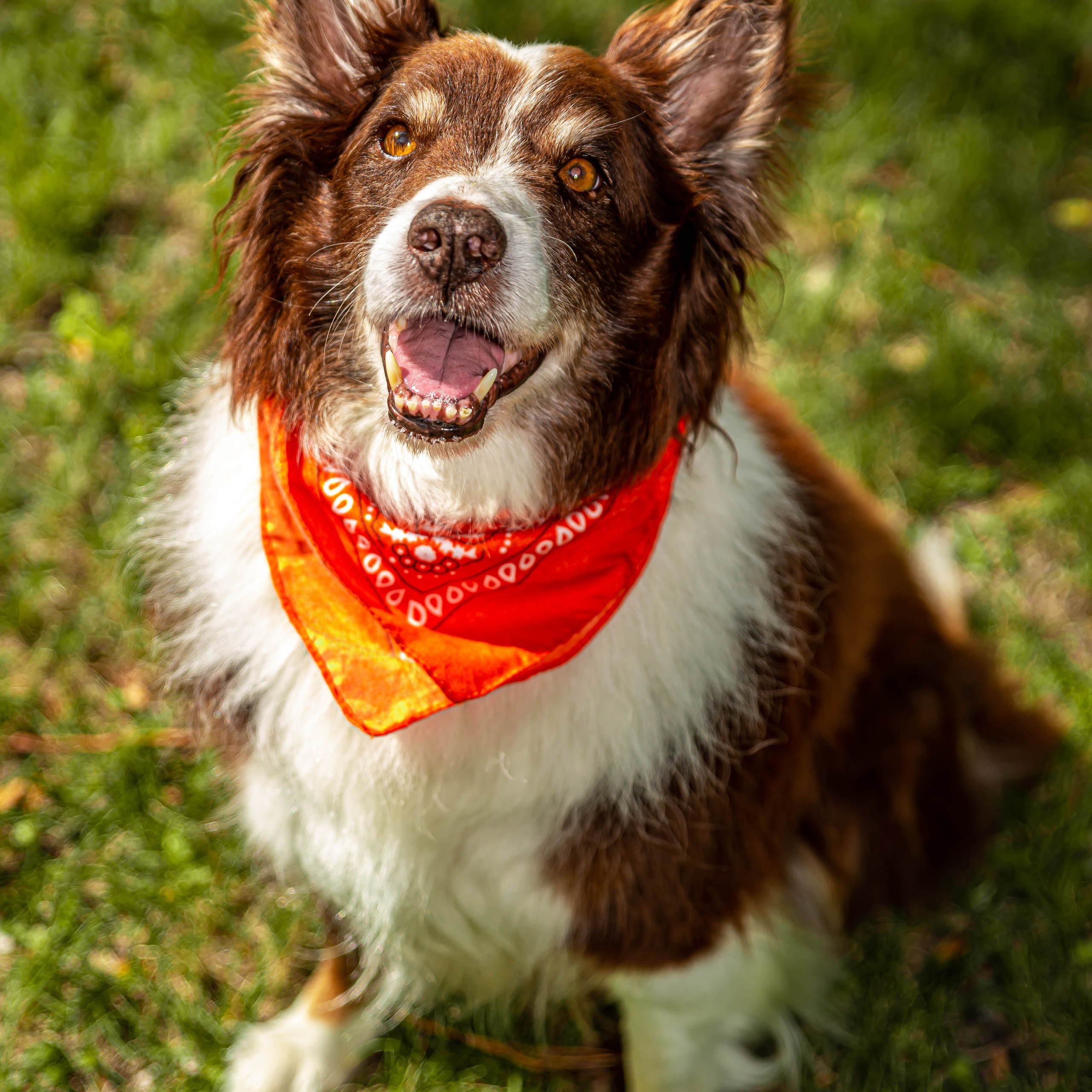Baloo (Montreal QC)