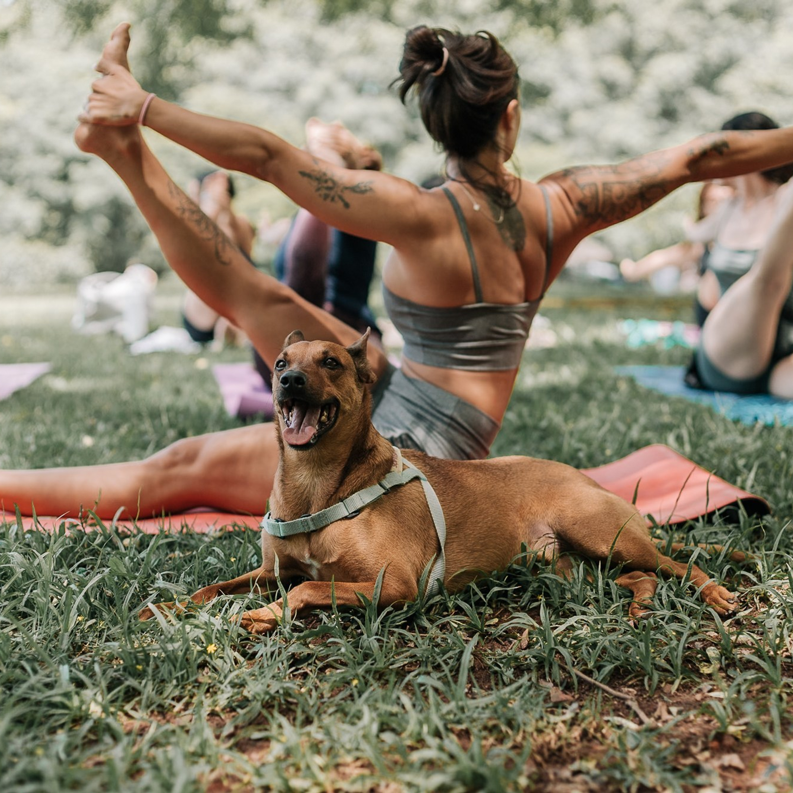 Yoga no Parque da Juventude — São Paulo /SP. Mareh Audiovisual