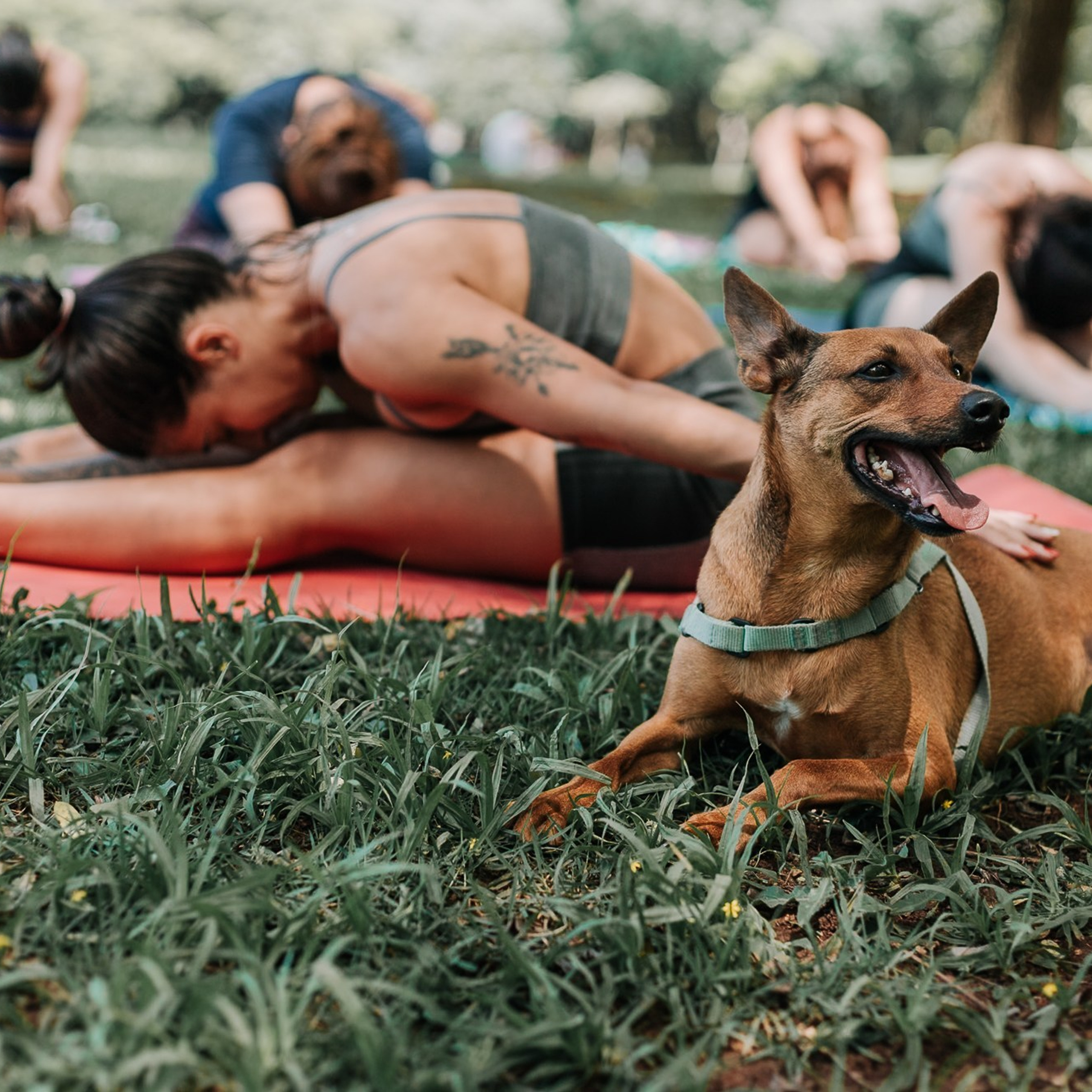 Yoga no Parque da Juventude — São Paulo /SP. Mareh Audiovisual