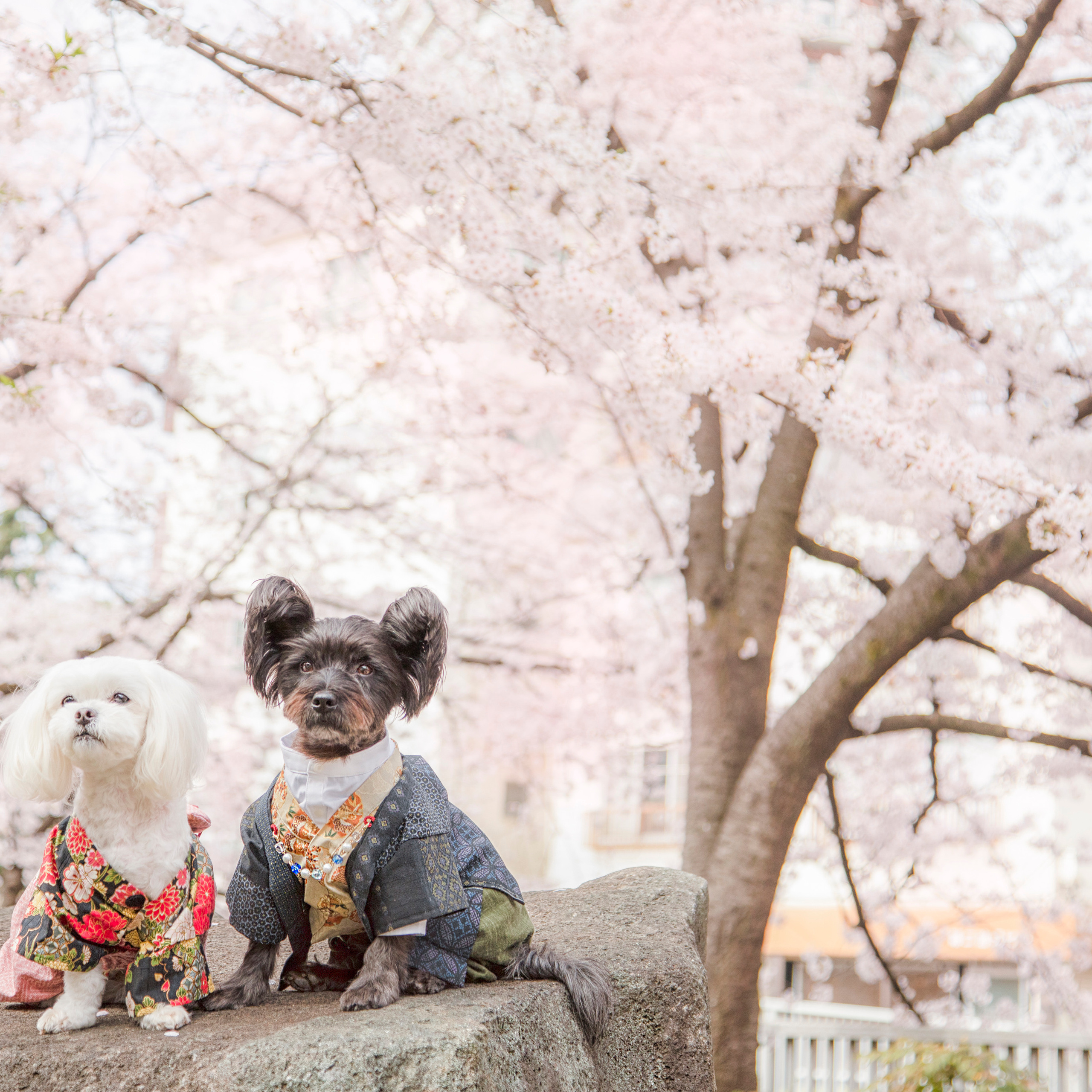 出張カメラマン　七五三　753 家族写真　家族　子供　記念写真　山梨県　東京　静岡　長野. Kids and Family Photographer in Japan　子供と家族の撮影　日本