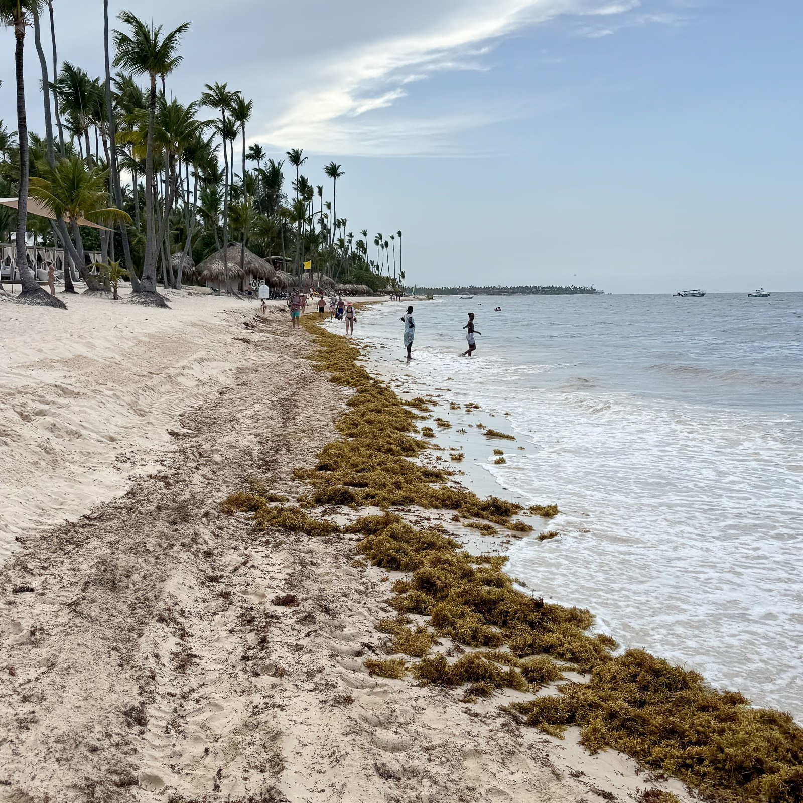 Sargassum seaweed on Bavaro Beach in the Dominican Republic