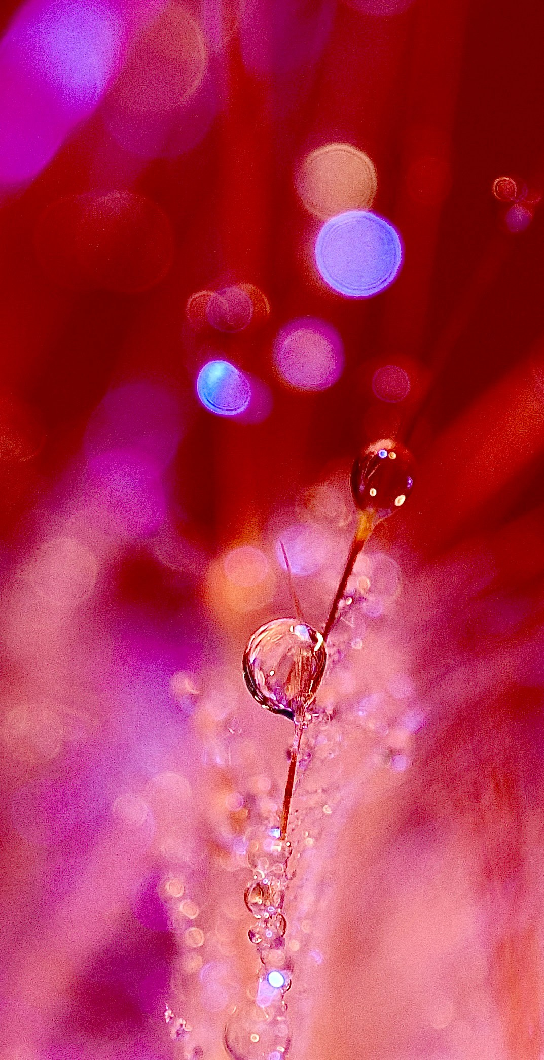 Portfolio. Bev bingham macro photographic artist