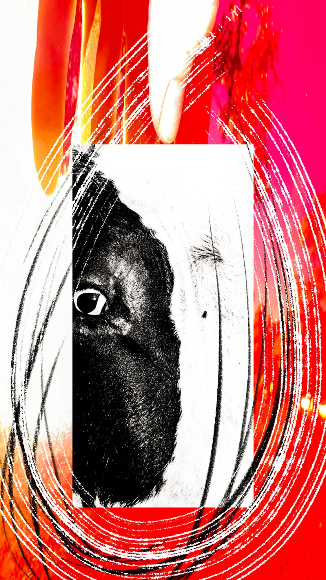 Photography’ Clipping. Ekaterina Tsurkina-Appina Photography Canada