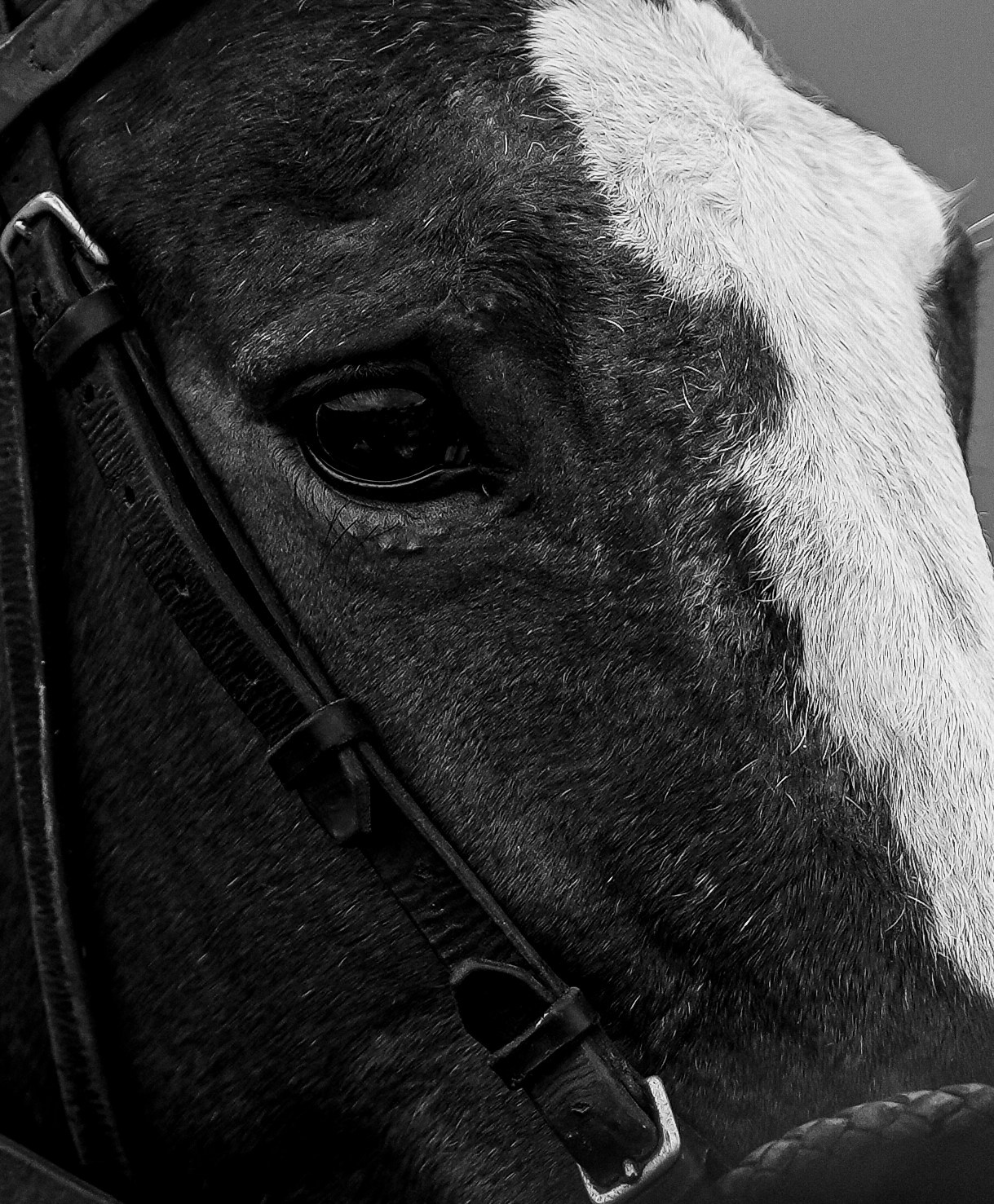 Fotografia. Gustavo Visotto