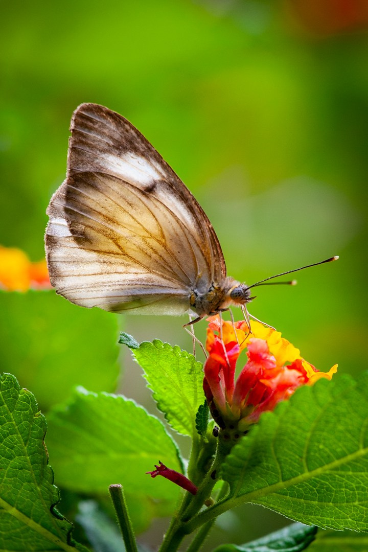 Natureza. Art Photographer TOMAS KOLISCH