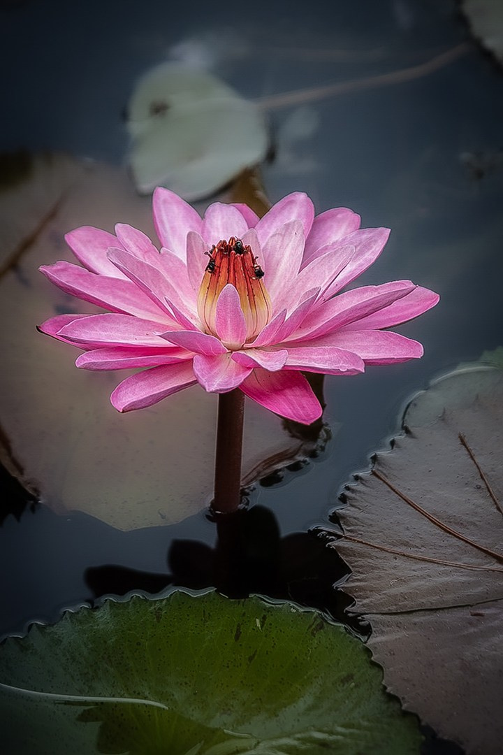 Natureza. Art Photographer TOMAS KOLISCH