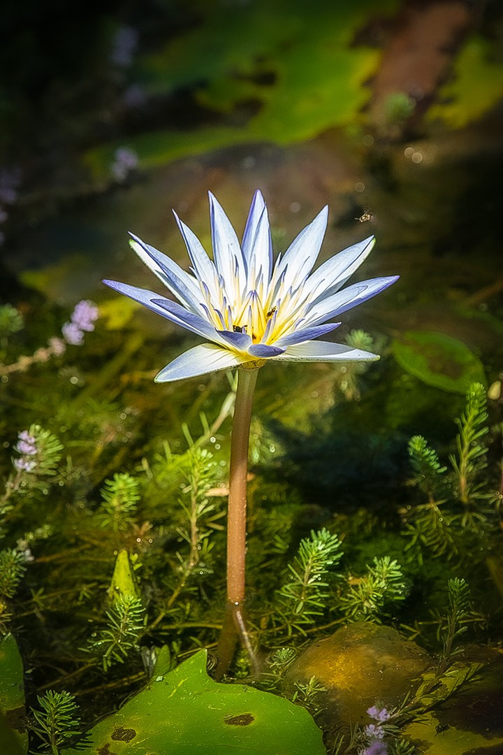 Natureza. Art Photographer TOMAS KOLISCH