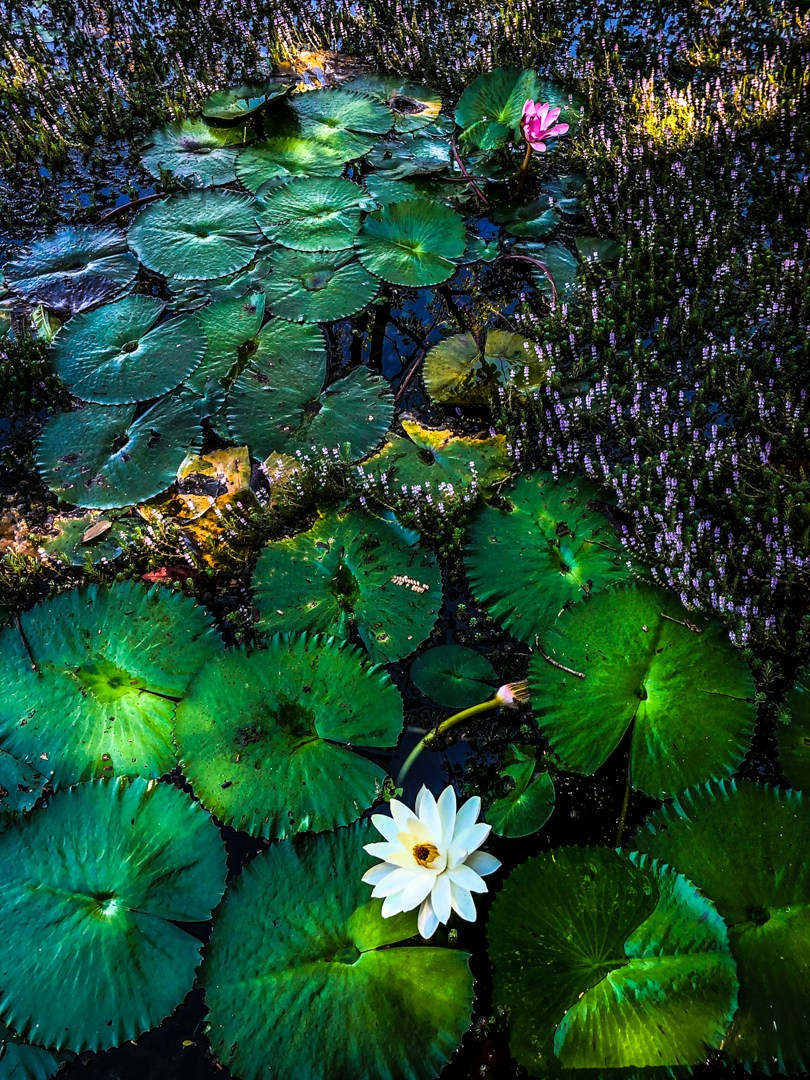 Natureza. Art Photographer TOMAS KOLISCH