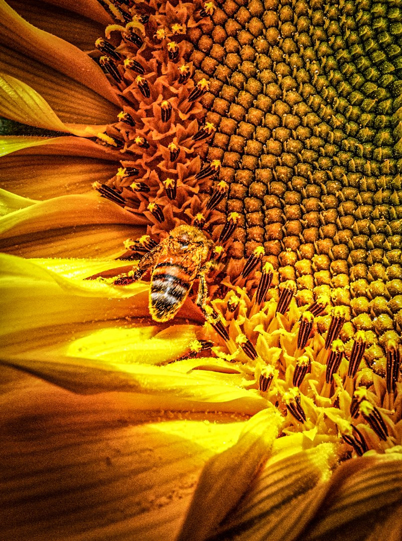 Natureza. Art Photographer TOMAS KOLISCH