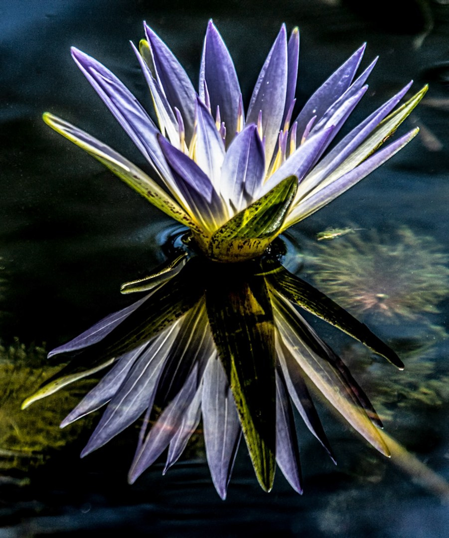 Natureza. Art Photographer TOMAS KOLISCH