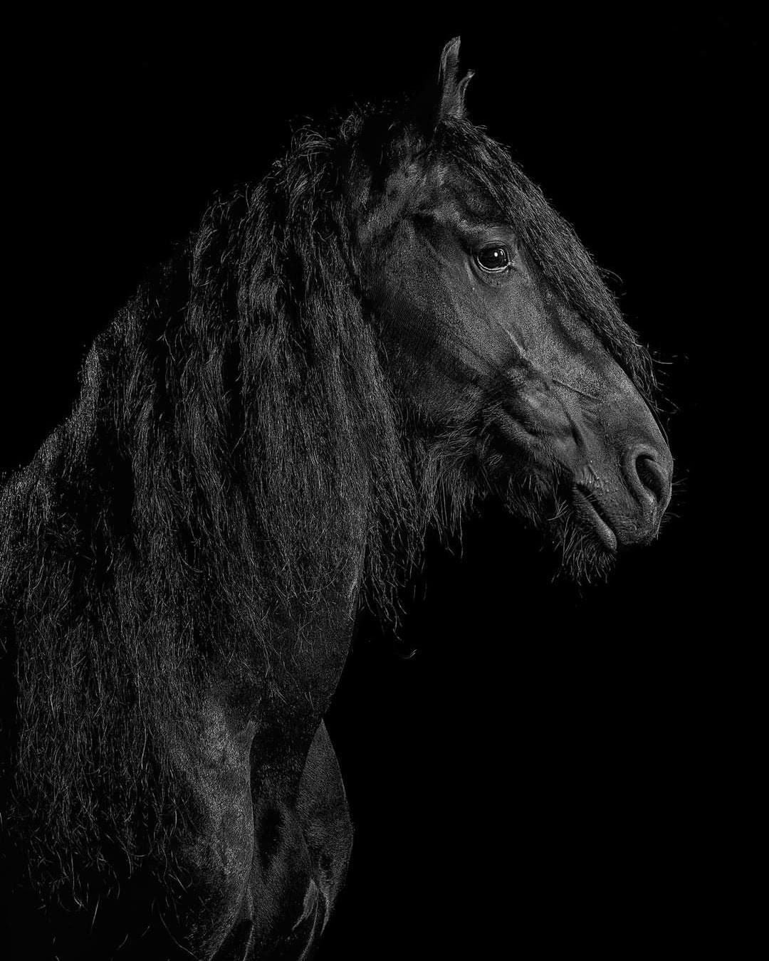 Fotos con caballos para Quiceaños. Wedding Photography & Videography by ZZ Hendrick | Capturing Your Love Story in Colombia & USA