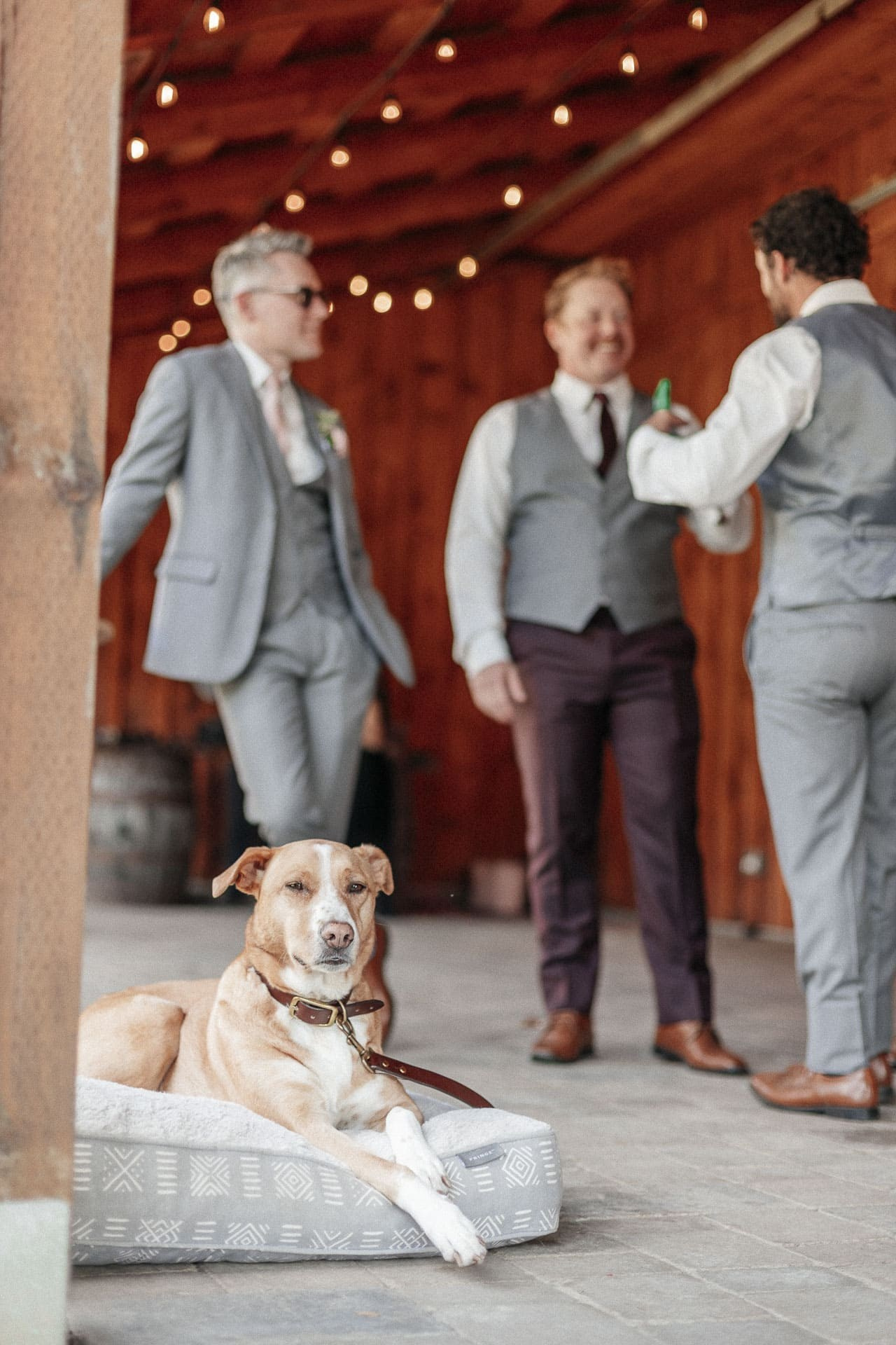 Danielle & Dave. Storytellers Films — Candid Wedding Videographer & Photographer in Toronto, Ontario and beyond