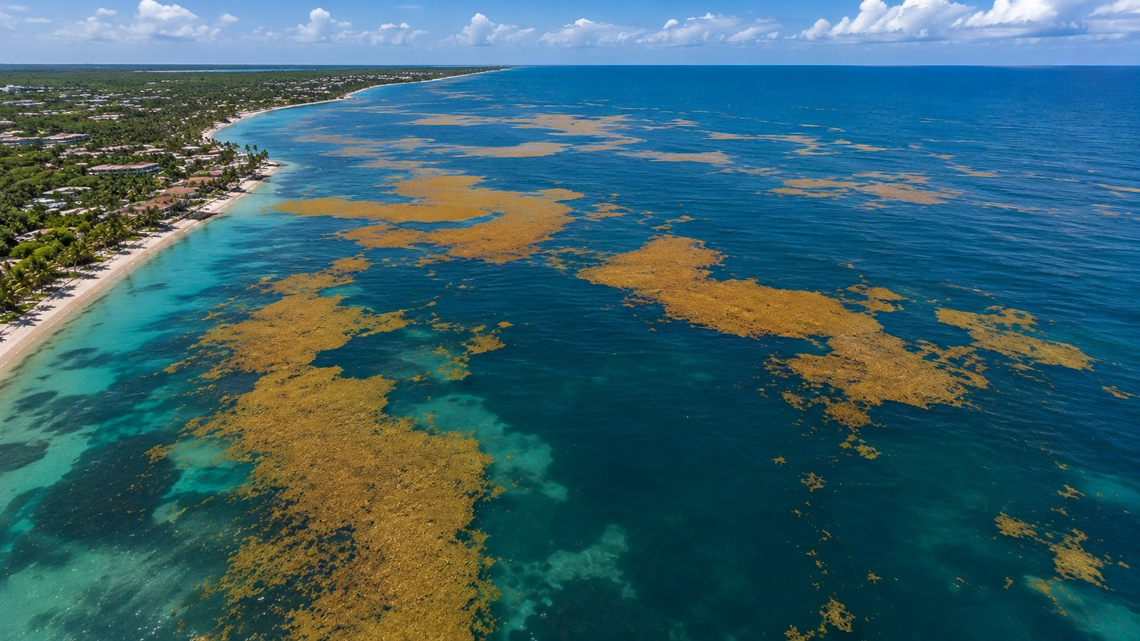 Large amount of sargassum along the shore of Bavaro Beach