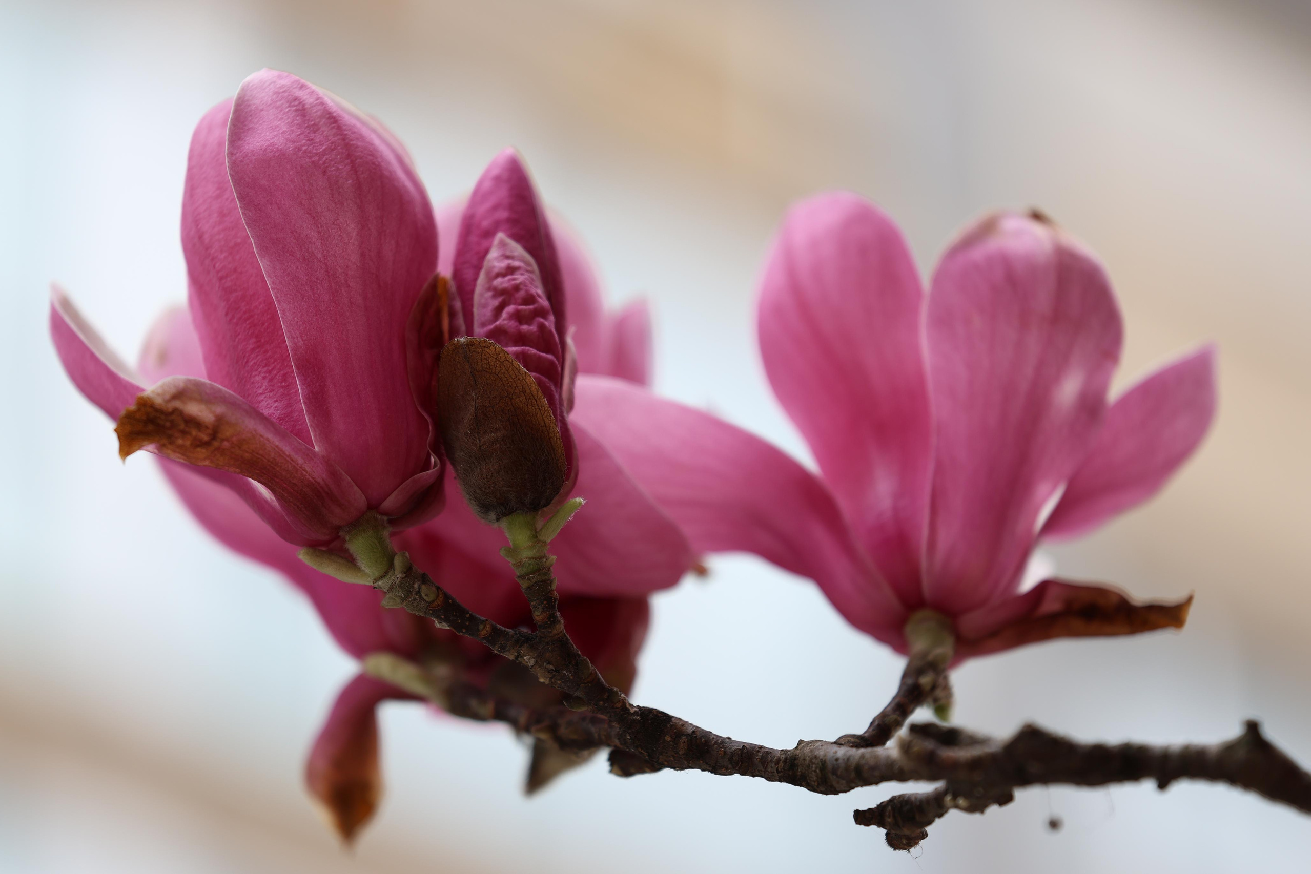 Veintitrés primaveras en un mes. Alicia: fotografía artística y escritura creativa en Asturias