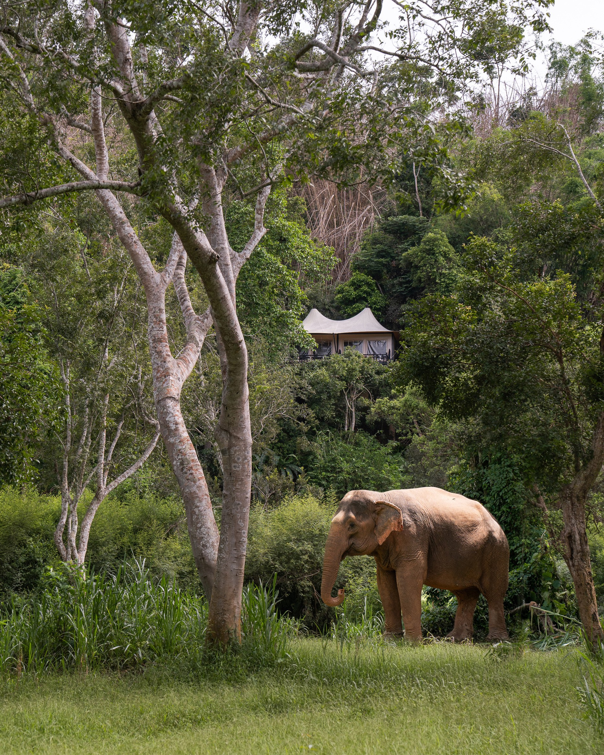 Four Seasons Tented Camp, Golden triangle, Thailand