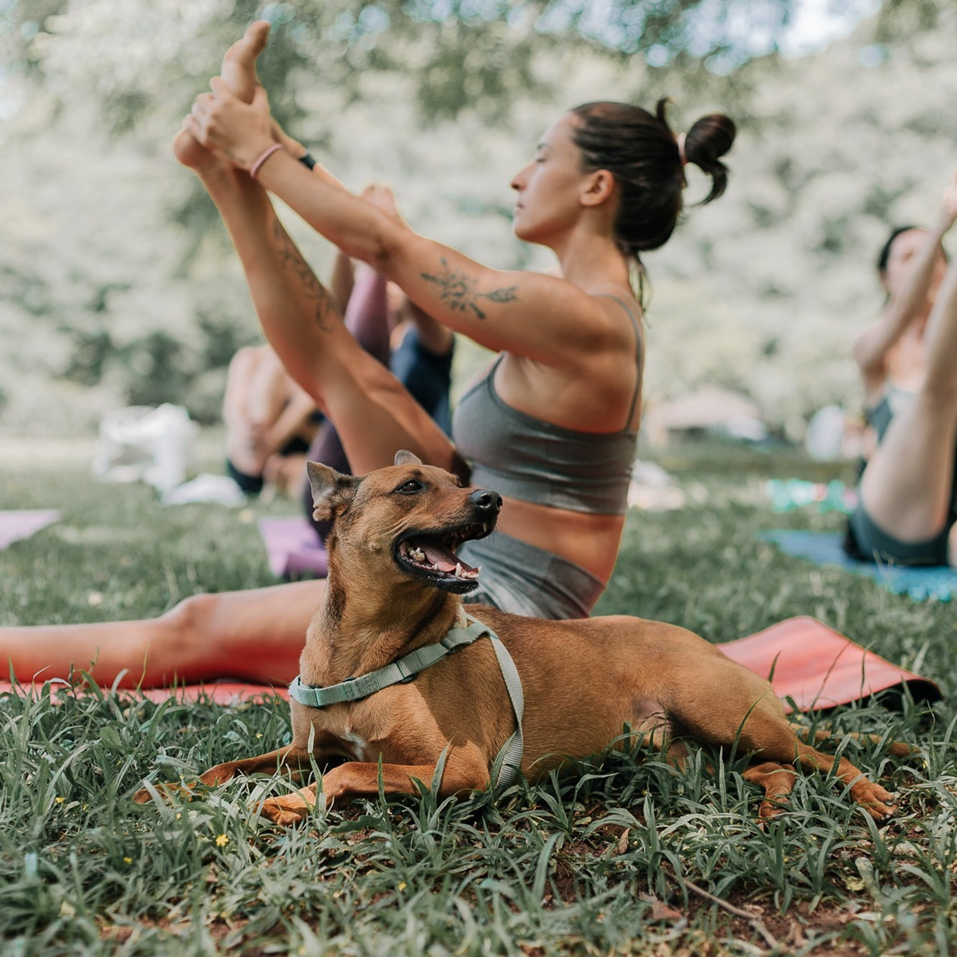 Yoga no Parque da Juventude — São Paulo /SP. Mareh Audiovisual