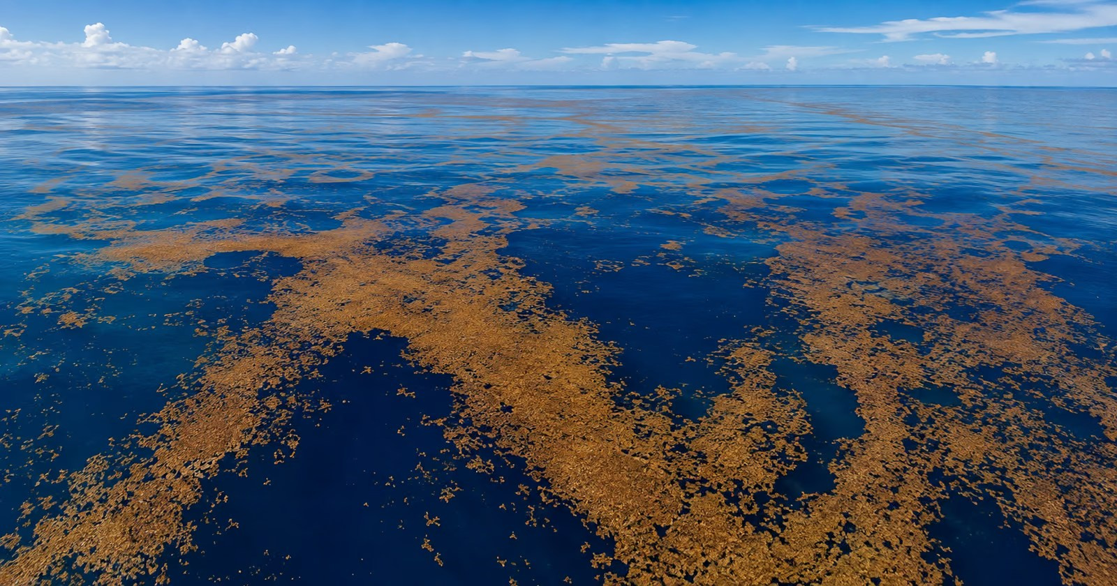 Sargassum seaweed floating in the ocean
