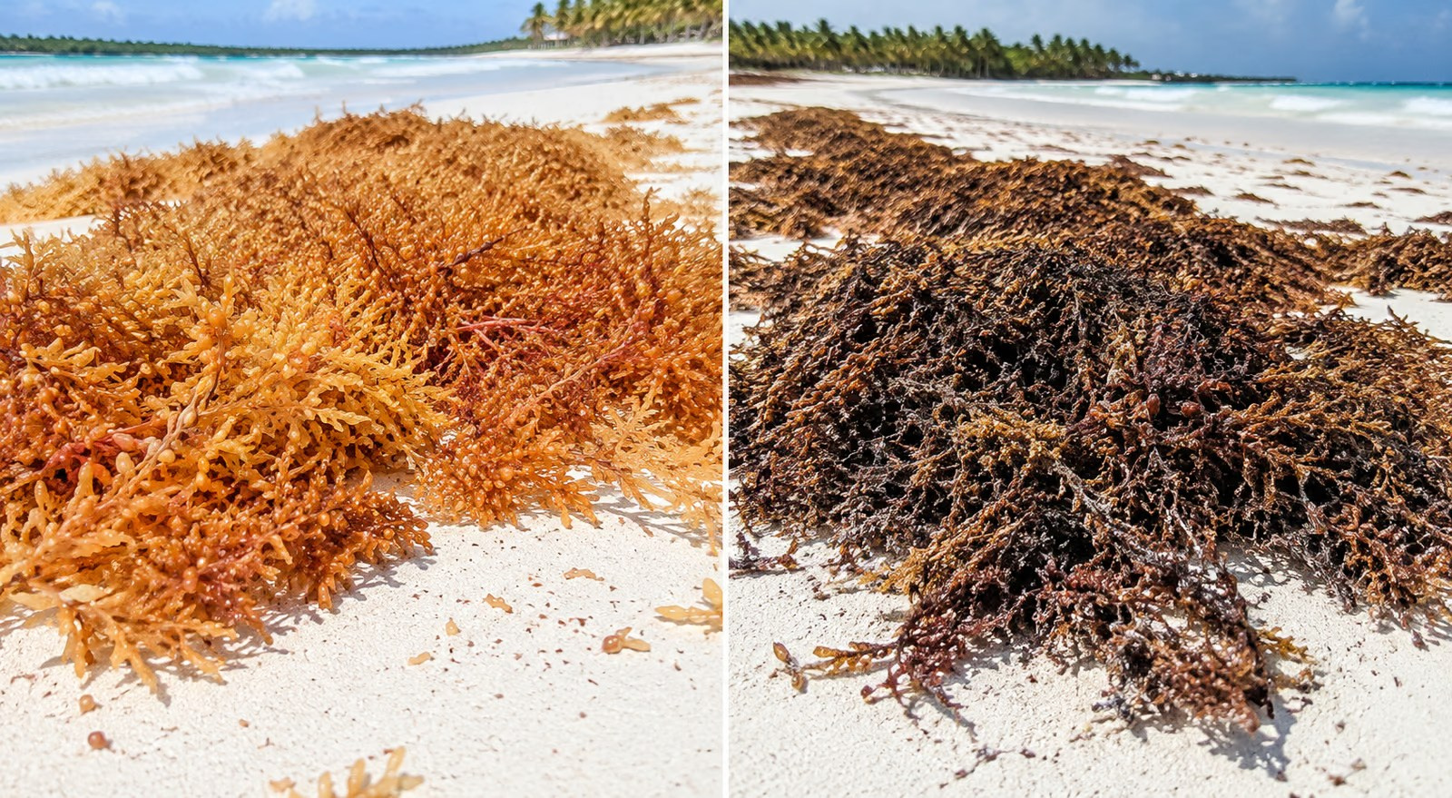 Fresh and decomposing Sargassum seaweed in the Dominican Republic